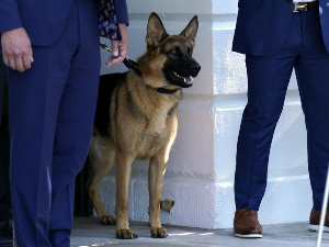 Њујорк пост: Бајденов вучјак ујео седморо припадника тајне службе