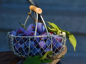 Богатство традиције у служби будућности: очување старих сорти шљиве