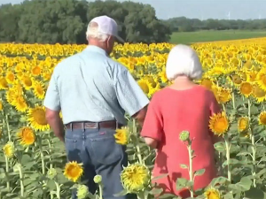 Посадио 1,2 милиона сунцокрета као изненађење супрузи за 50 година брака