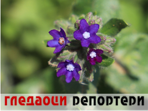 Гледаоци репортери (7. јул 2023.)
