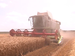 Почела жетва пшенице у јужном Банату