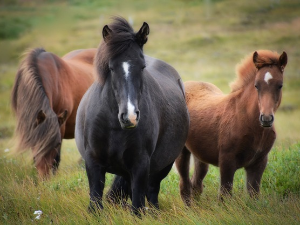 1001 Траг - Кад ја имам коња врана 