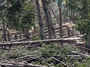 Невреме у Војводини оставило огољене шуме, потребне године за обнову