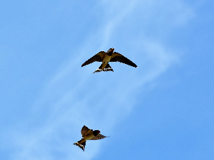 1001 Траг - На Шабац је ударио Шваба