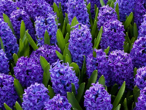 1001 Траг - Душко, Душко, цвеће моје