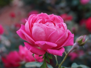 1001 Траг - Била једном ружа једна 