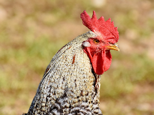 1001 Траг - Пева пет'о на дуду јаловцу