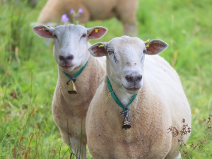 1001 Траг - Звони звонце 