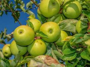 1001 Траг - Јесен иде, јабуке и крушке зрију