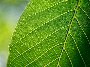 Свирај свирче - Лист