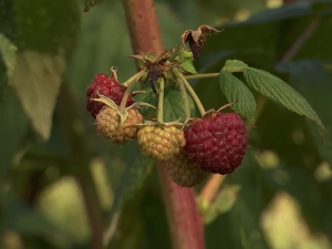 Лоша година за малине у ваљевском крају