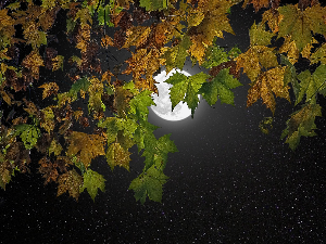 Ритам ноћи