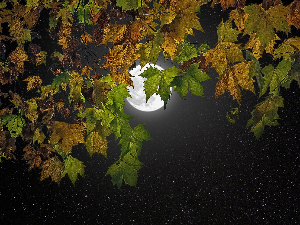 Ритам ноћи