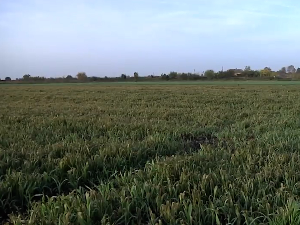 Стандарди у пољопривреди: Регенеративна пољопривреда