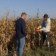 Због обилних киша прекинута жетва кукуруза у Мачви