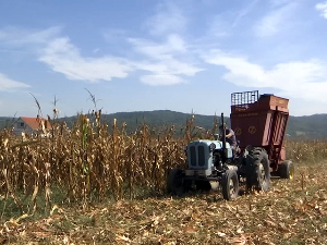 У Шумадији добра година за кукуруз 