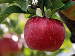 1001 Траг - Покрај пута родила јабука