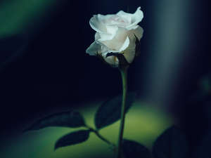 1001 Траг - Ја посадих једну ружу белу