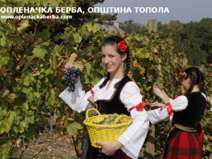 Опленачка берба