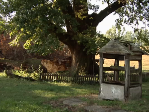 Стари храст лужњак оштетило невреме, како га сачувати 