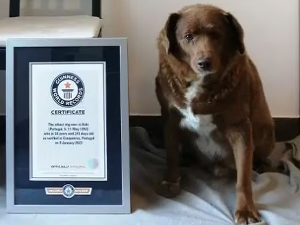 У 32. години угинуо најстарији пас на свету