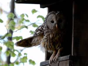Од десет врста сова у Србији, на Јадовнику се гнезди осам  