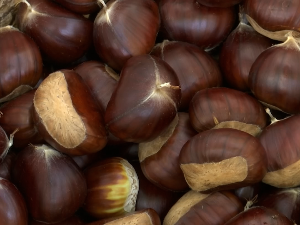 У околини Врања бере се и сакупља кестен