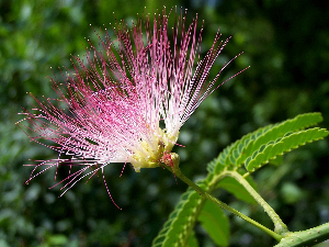 1001 Траг - Дуни ветре, отуд од Баната