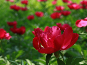 Песме мога краја - Kосово и Mетохија