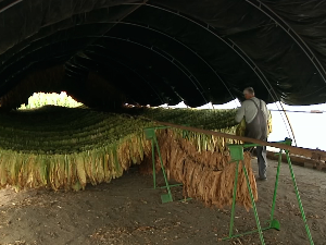 Берба при крају, произвођачи дувана задовољни квалитетом, али не и родом