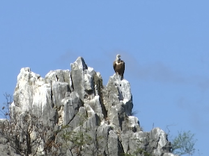 Незаменљив чистач природе, белоглави суп, некада пред изумирањем, сада у више станишта у Србији 