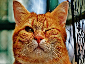 Широм затворених очију: Вештина намигивања Месецу