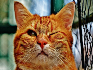 Широм затворених очију: Вештина намигивања Месецу