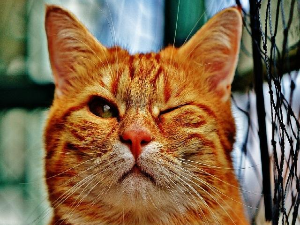 Широм затворених очију: Вештина намигивања Месецу