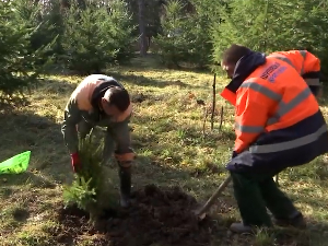 У Крагујевцу новогодишње јелке с бусеном враћене у природу