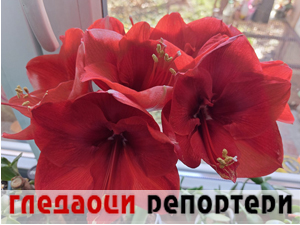 Гледаоци репортери 3. јануар 2024.