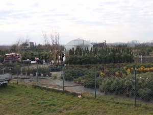 Саднице четинара из расадника у Богатићу 