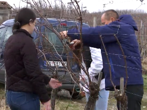 Произвођачи вина из левачког виногорја
