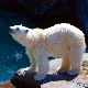 Уколико лед настави да нестаје бели медведи ће умирати од глади  