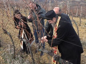 Благосиљањем винограда и орезивањем винове лозе, у Великој Хочи обележен Свети Трифун