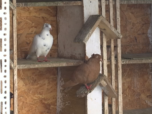 Судбина голубарства: ко чува најстарију сомборску врсту