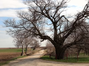 Зашто је један дуд на обронцима Фрушке горе проглашен за споменик природе