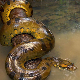 Збуњени открићем "две" зелене анаконде – амазонска прашума крије највећу змију на свету