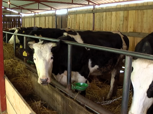 Колико цена сточне хране утиче на развој млечног говедарства?