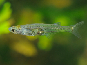 Једна од најмањих риба на свету производи звук гласан попут пуцња