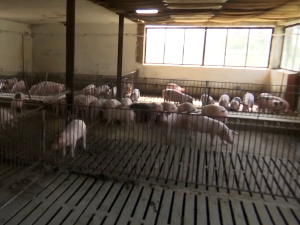 Зашто је између два пописа пољопривреде свиња мање за 30 одсто, а говеда за петину