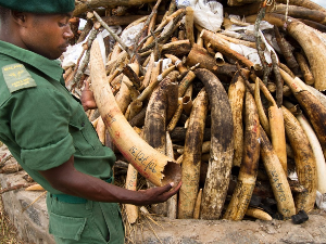 Афрички слонови на путу ка изумирању, у протеклих пола века популација опала за 77 одсто