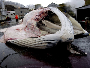 Да ли ће последњи китоловац у Европи наставити да лови другу највећу животињу на планети