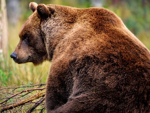 Имају ли животиње посебно чуло за предвиђање земљотреса и ерупција вулкана, или је у питању нешто друго 