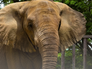 Слоница Соња угинула у Сафари парку у Карачију